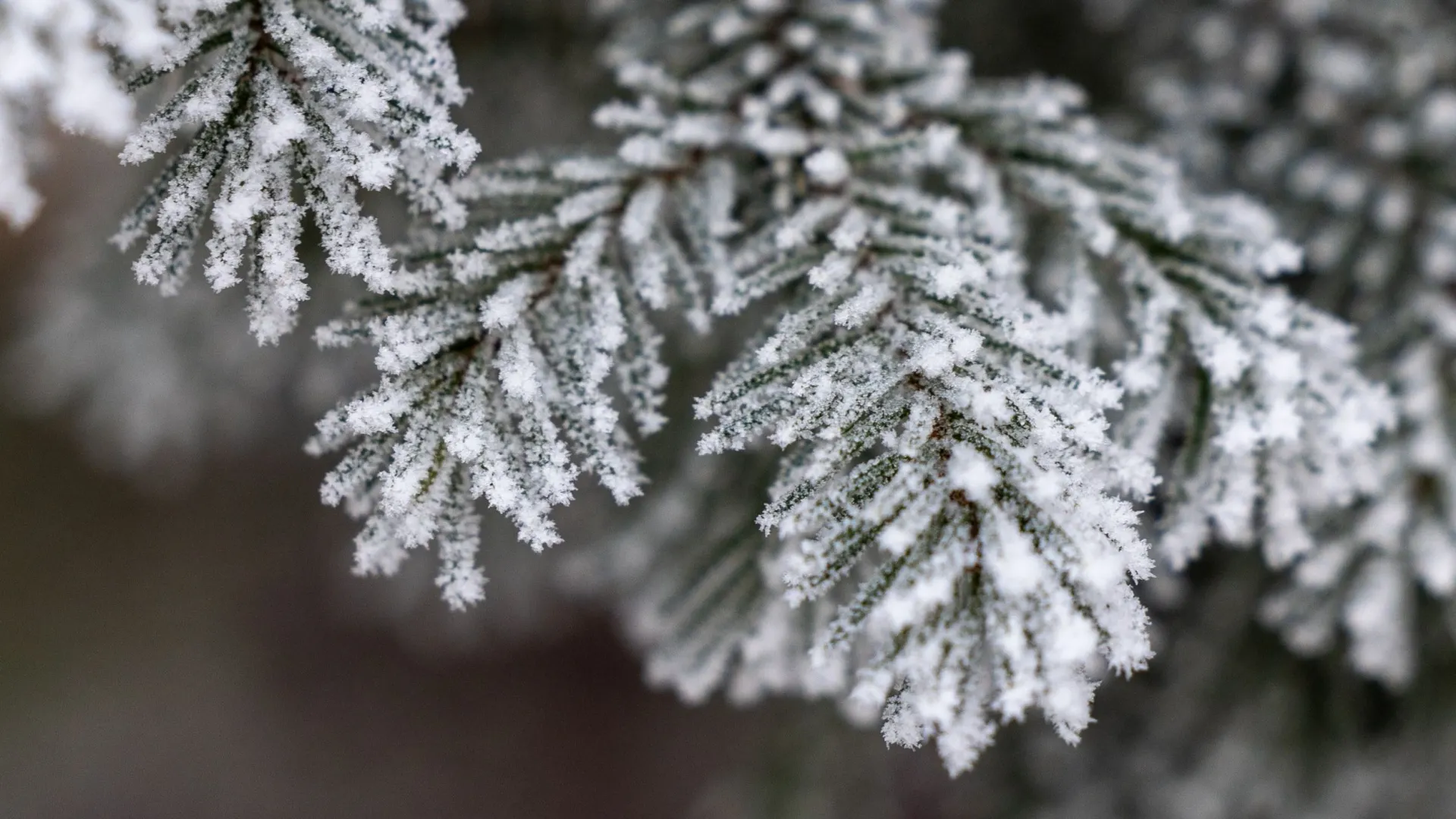 Фото: Александр Чирва/«Ямал-Медиа»