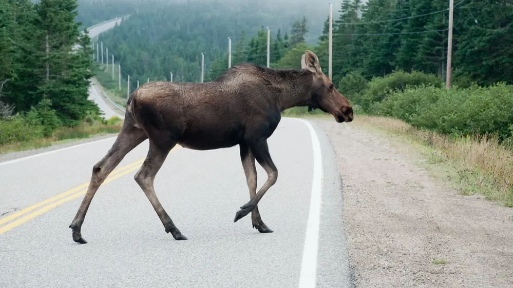 Фото: Cindy Creighton/Shutterstock/Fotodom