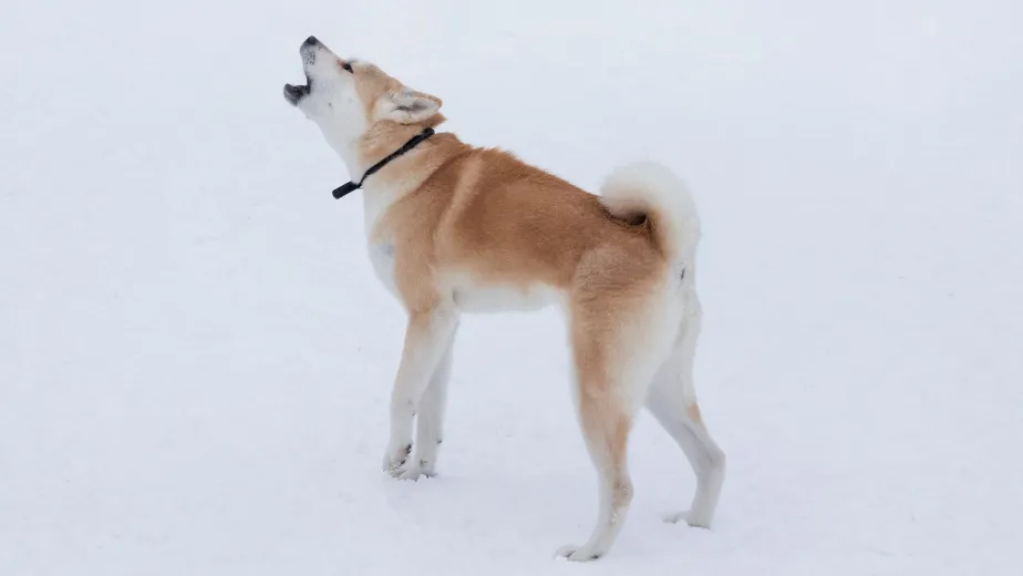 Фото: Tikhomirov Sergey/Shutterstock