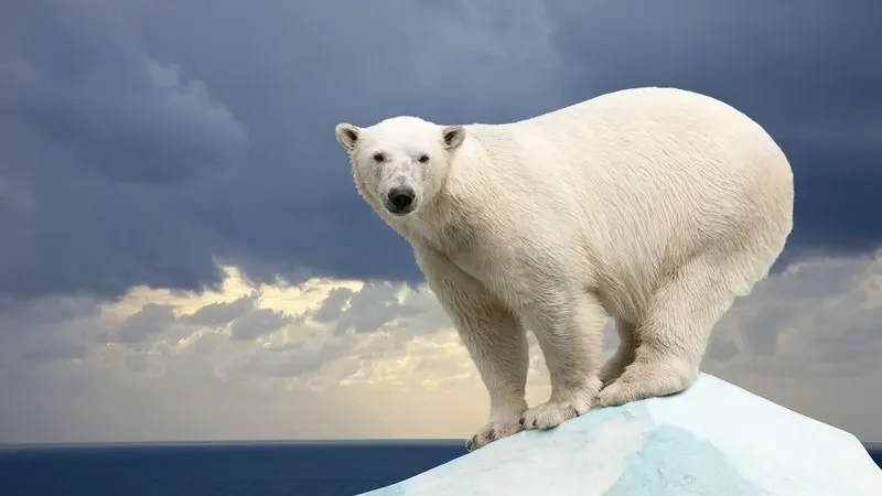 Фото: BearFotos/Shutterstock/Fotodom