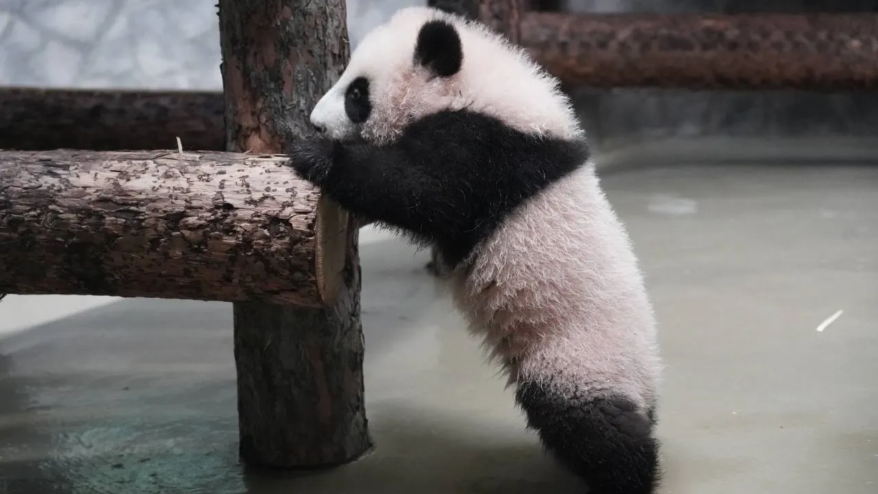 Панда Катюша. Фото t.me/Moscowzoo_official