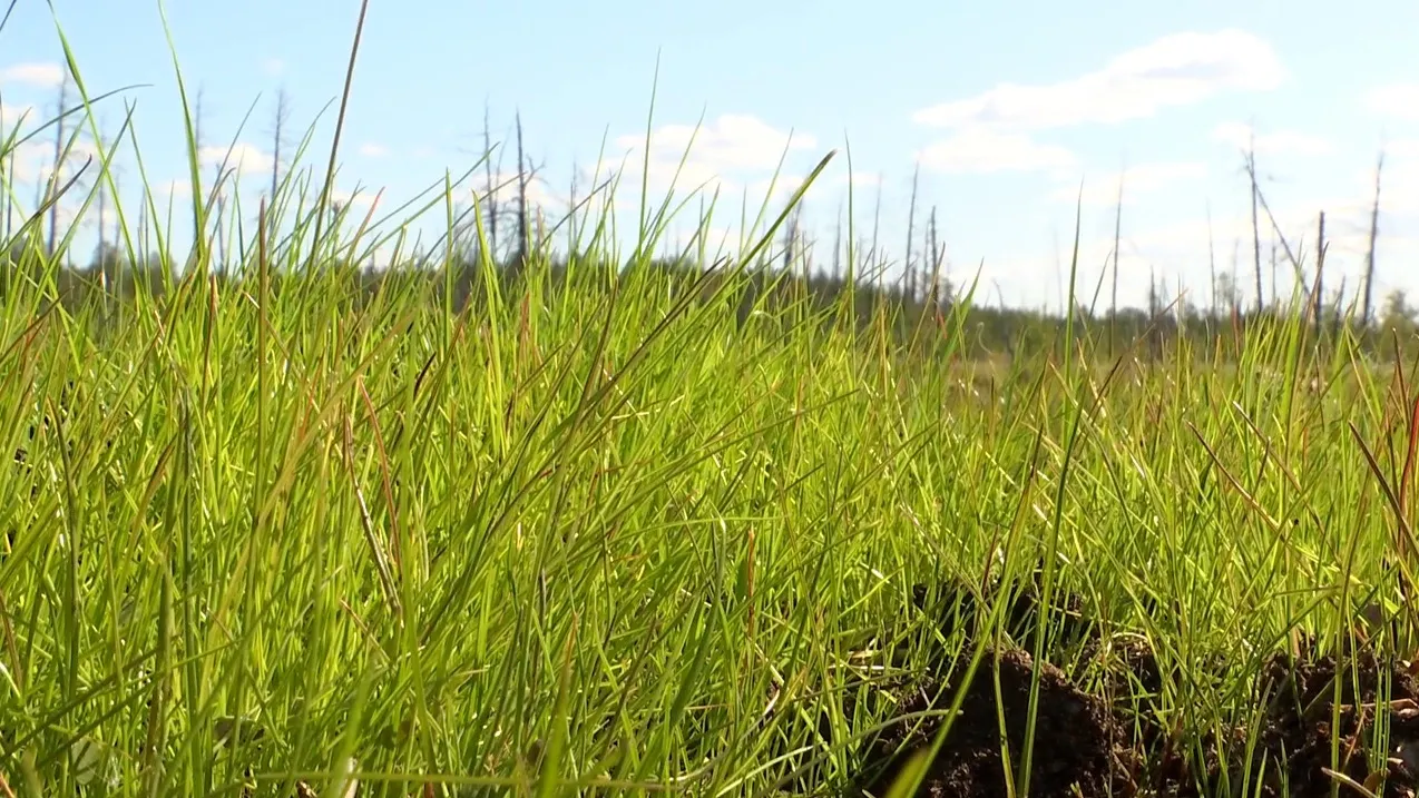 Фото предоставлено пресс-службой «Газпромнефть-Ноябрьскнефтегаза»