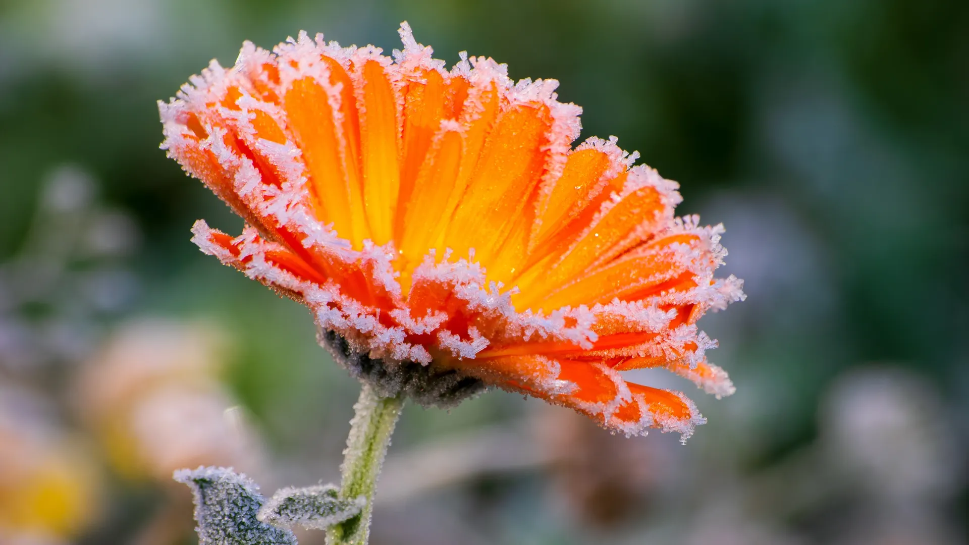 Ноготки неохотно раскрывают венчики — к дождю. Фото: Marco.Warm/Shutterstock/Fotodom