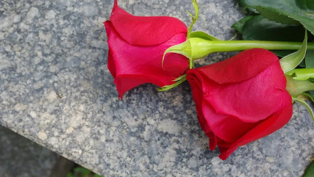 Фото: Zheltyshev/Shutterstock/Fotodom