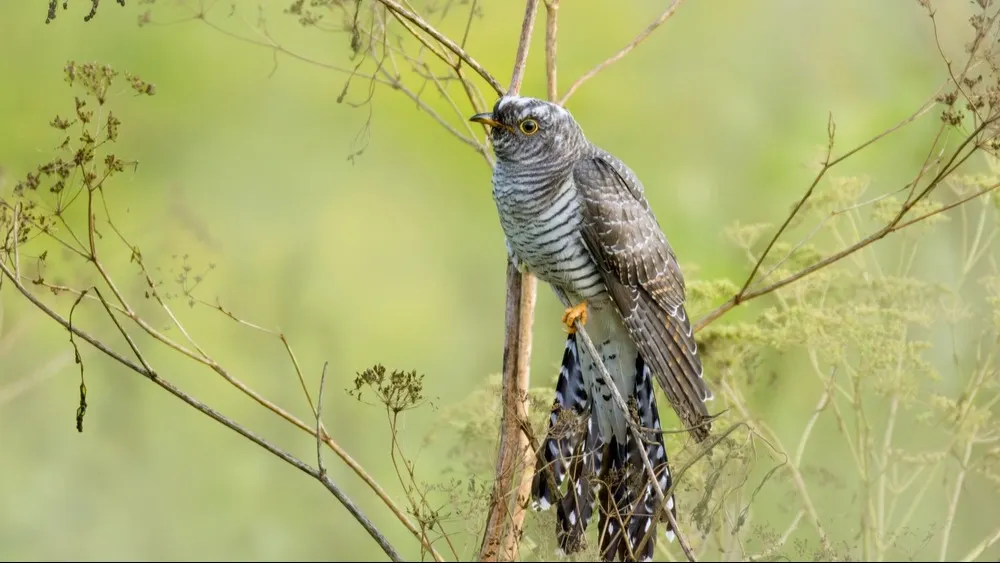 Фото: Mariia Zarai/Shutterstock/Fotodom