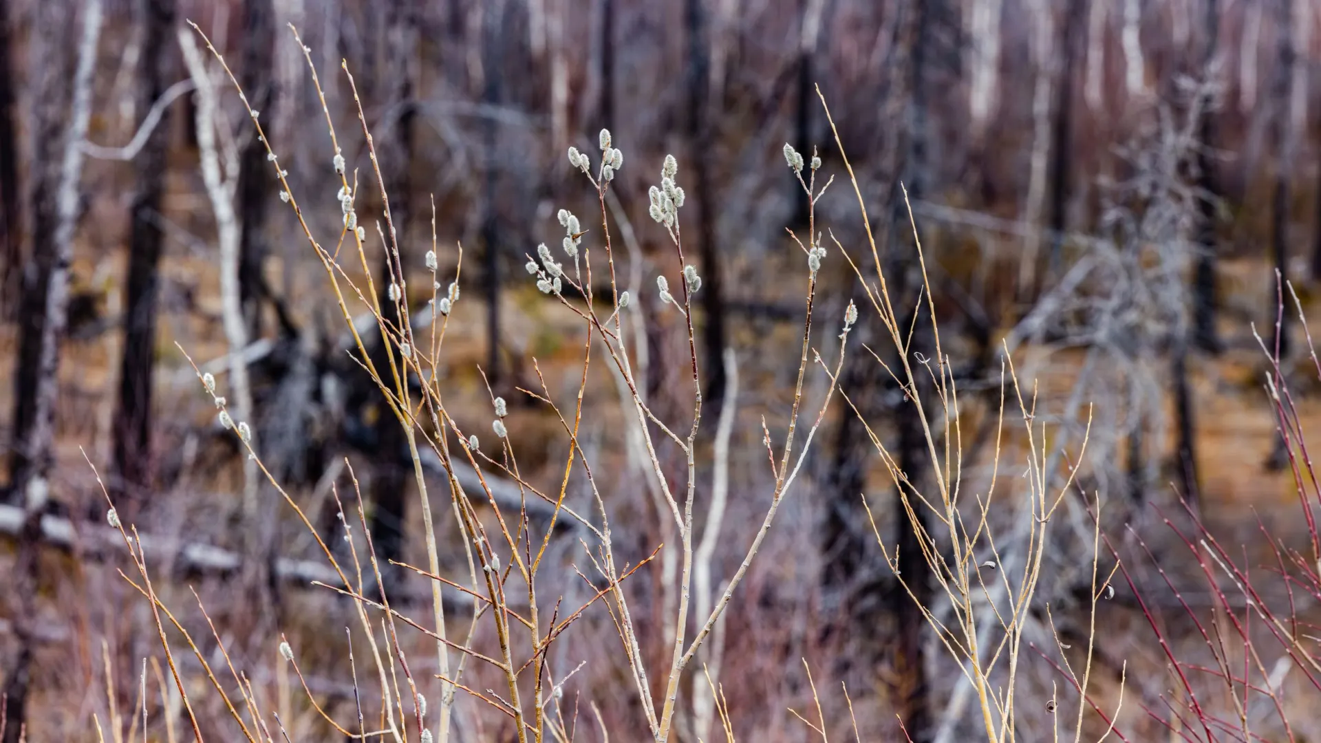 pic