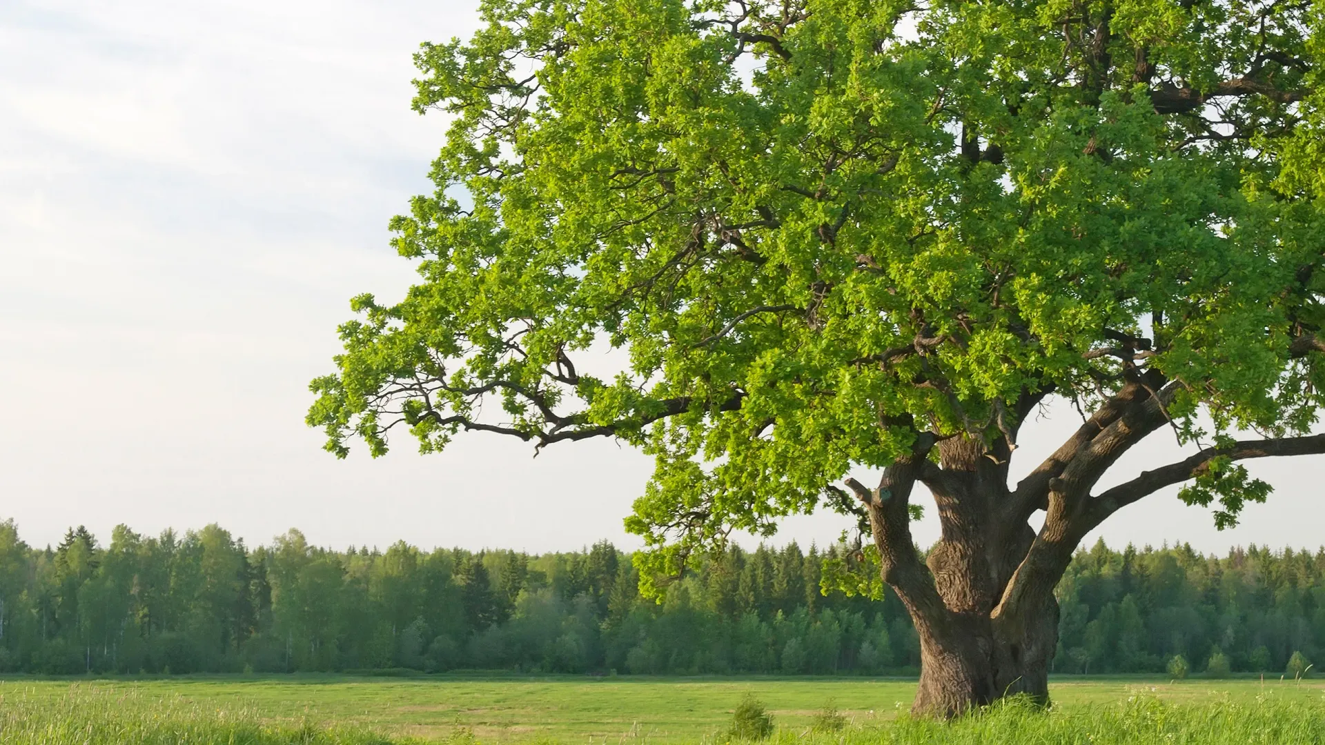 Посидеть под раскидистым дубом — получить энергию и здоровье на целый год. Фото: Max Suduk/Shutterstock/Fotodom