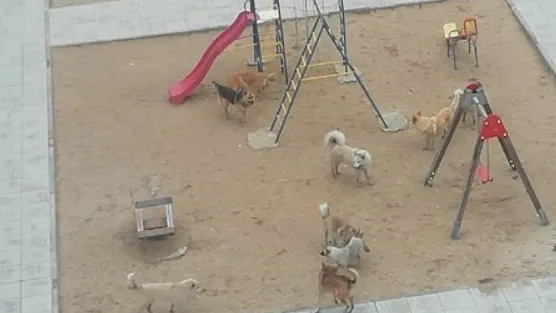 Фото: группа «ГОРОРО | Новый Уренгой» во «ВКонтакте»