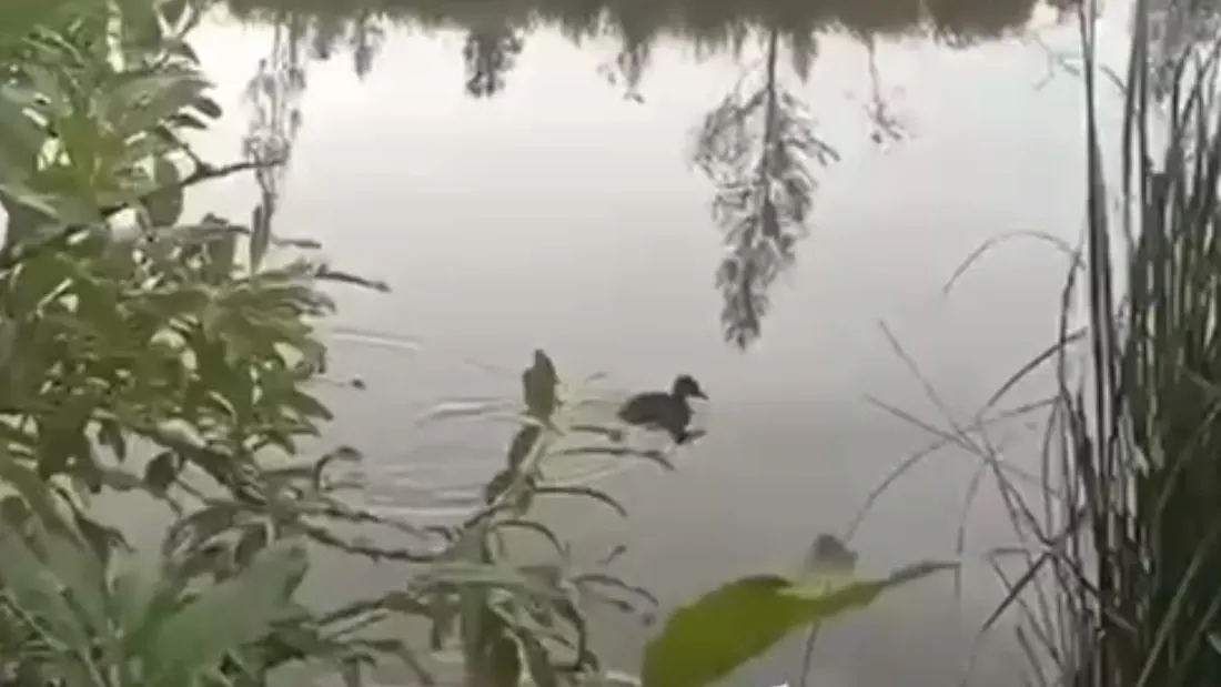 Скриншот видео «Ямал-Медиа»