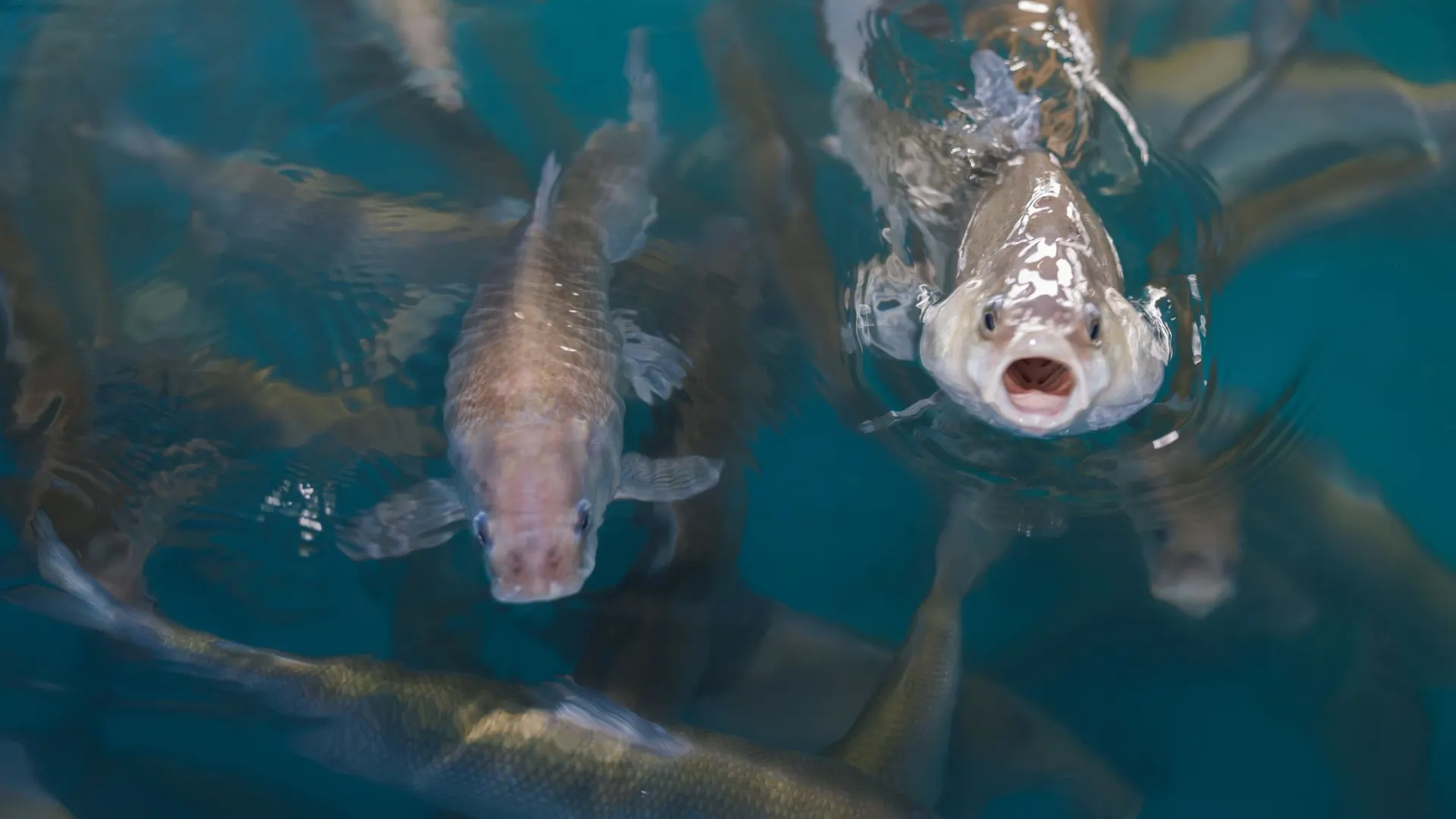 Фото: Федор Воронов/«Ямал-Медиа»