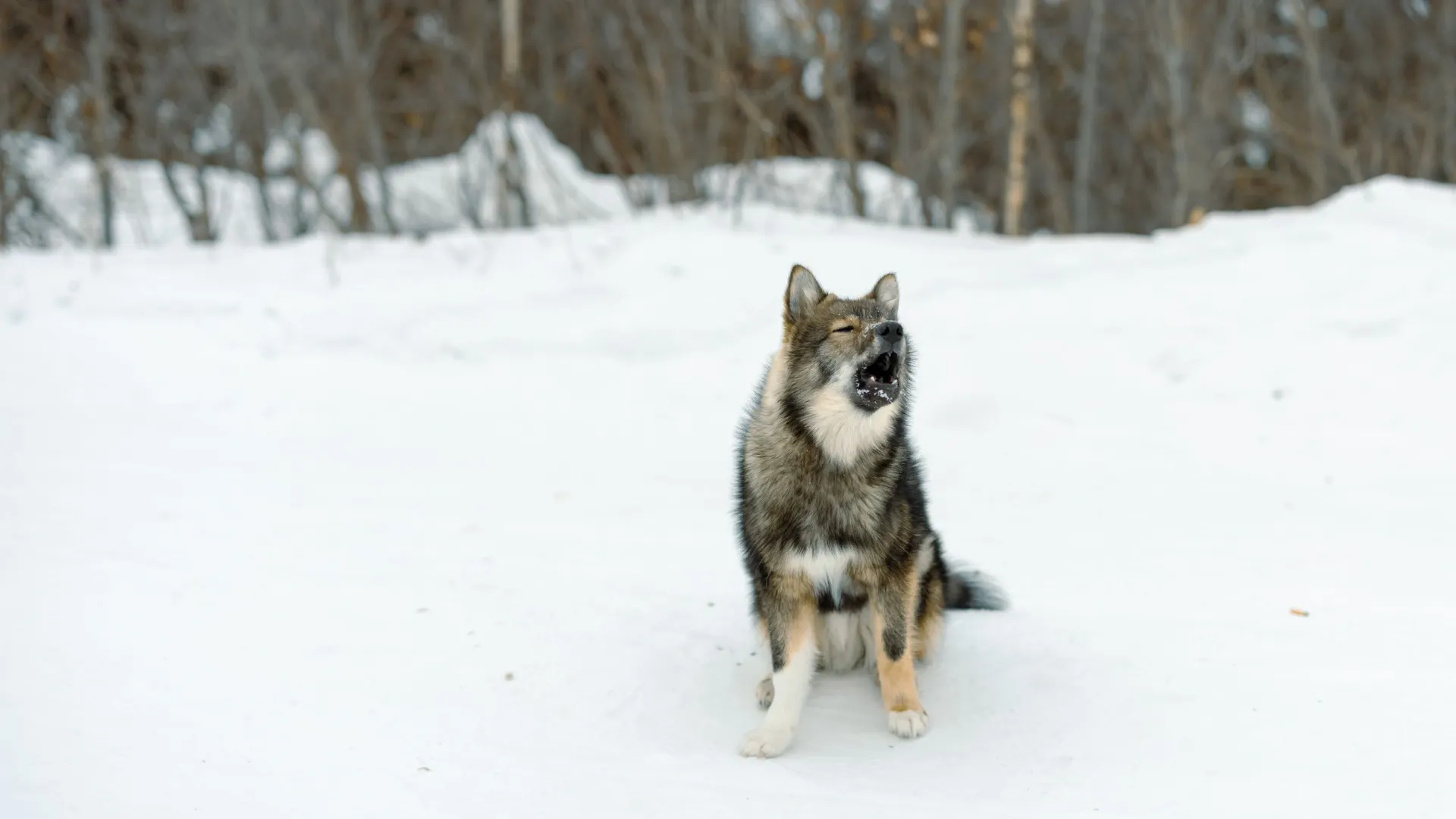 Фото: Сергей Зубков/«Ямал-Медиа»