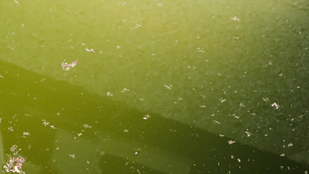 Фото: Cassette Bleue/Shutterstock