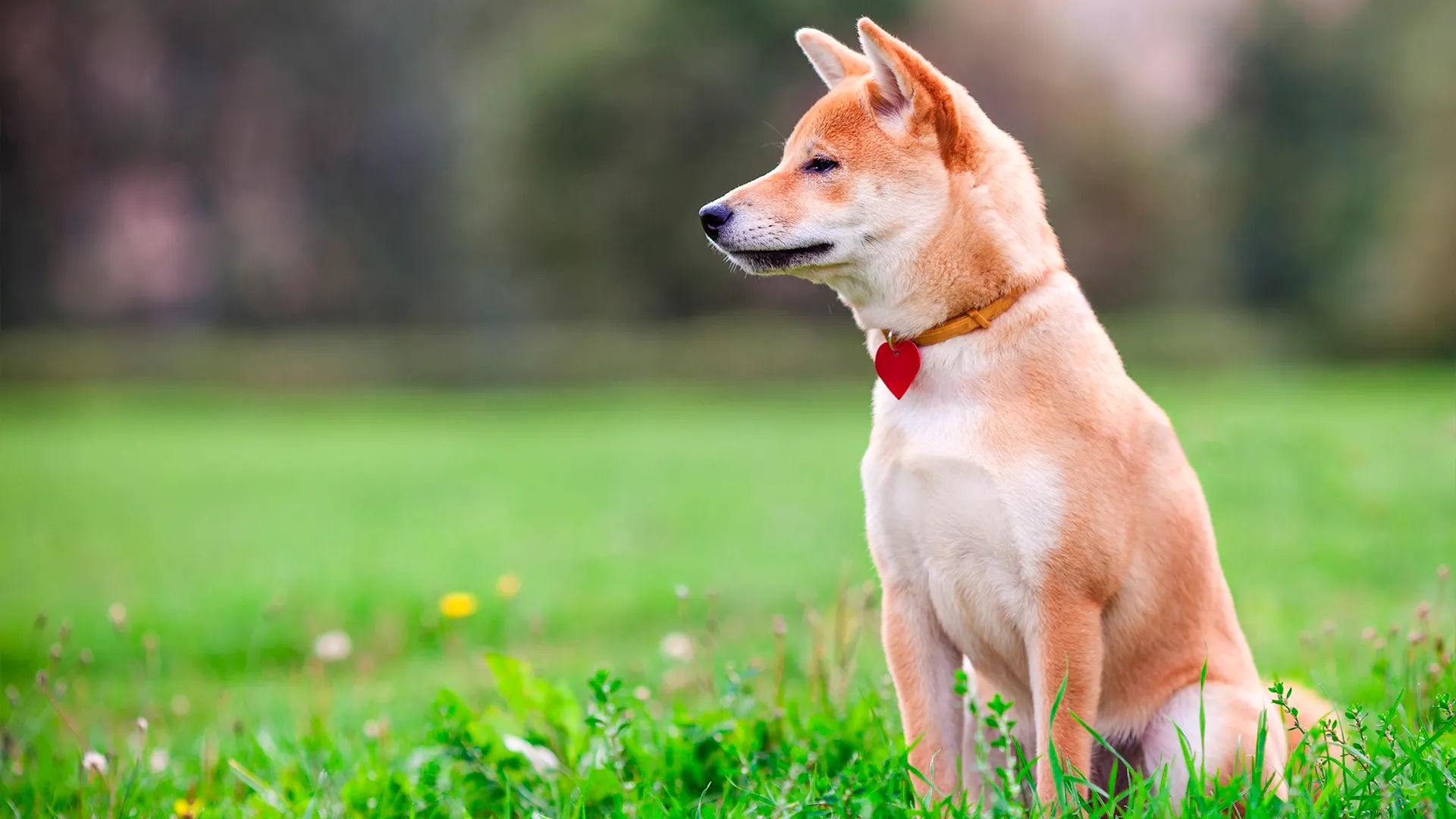 Фото: supercat /Shutterstock.com