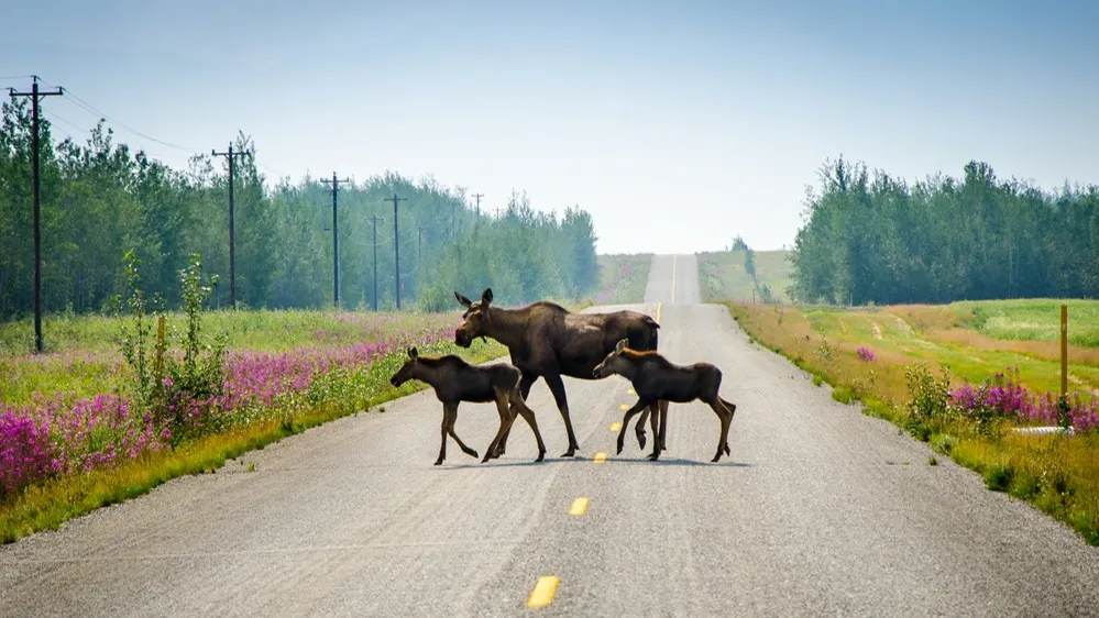 Фото: Tracey Mendenhall Porreca/Shutterstock/Fotodom