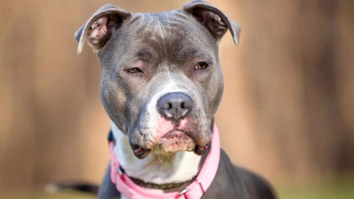 В ГД планируют предоставить полиции право наказывать хозяев агрессивных животных