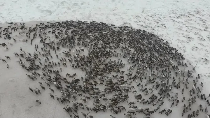 Фото: «Ямал-Медиа»