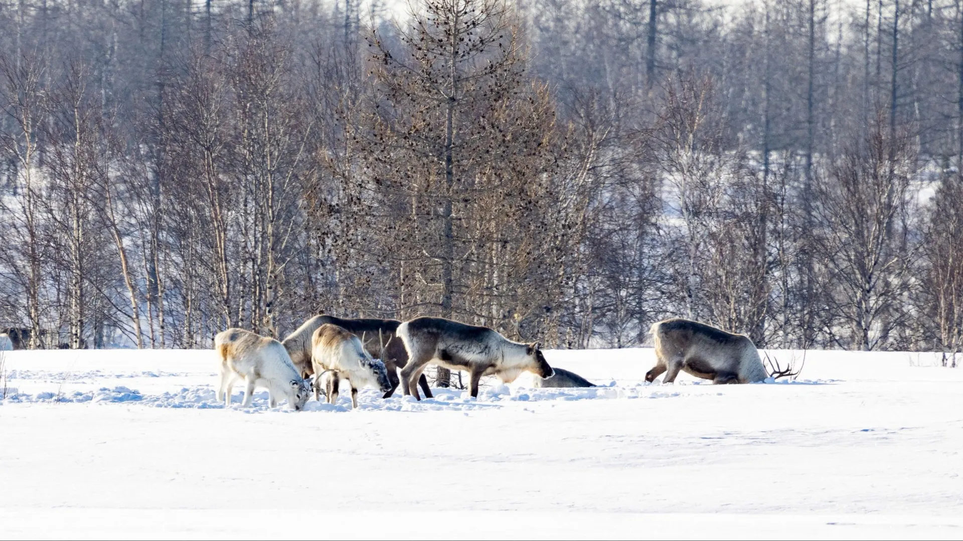 Фото: Федор Воронов/«Ямал-Медиа»