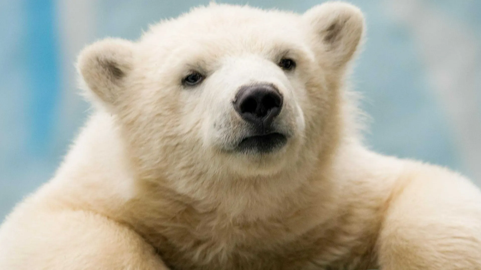 Фото: пресс-служба Новосибирского зоопарка им. Р. А. Шило