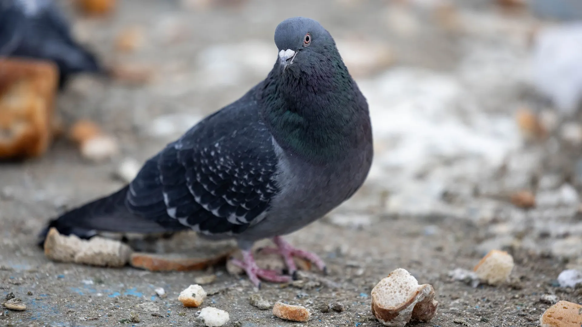 Фото: Александр Чирва/«Ямал-Медиа»