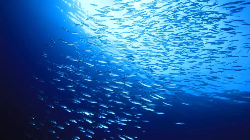 Фото: Rich Carey/shutterstock.com