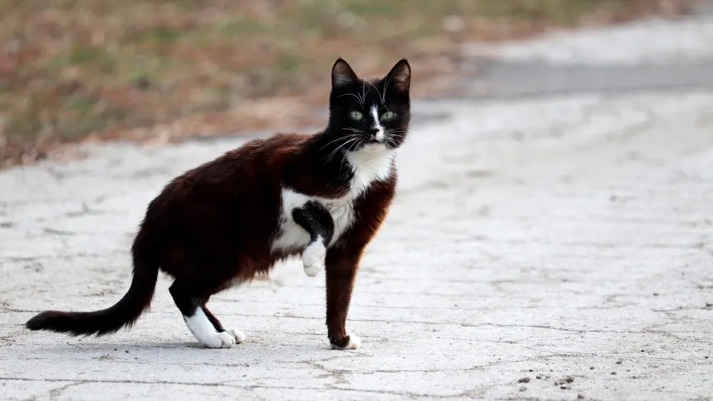 Фото: Oleg Elkov / shutterstock.com