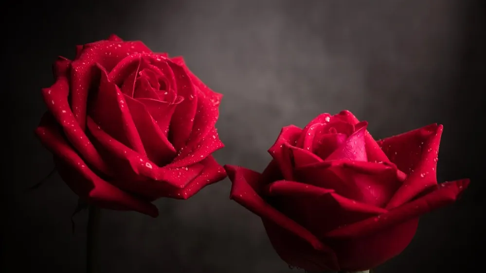 Фото: Black Salmon/Shutterstock/Fotodom