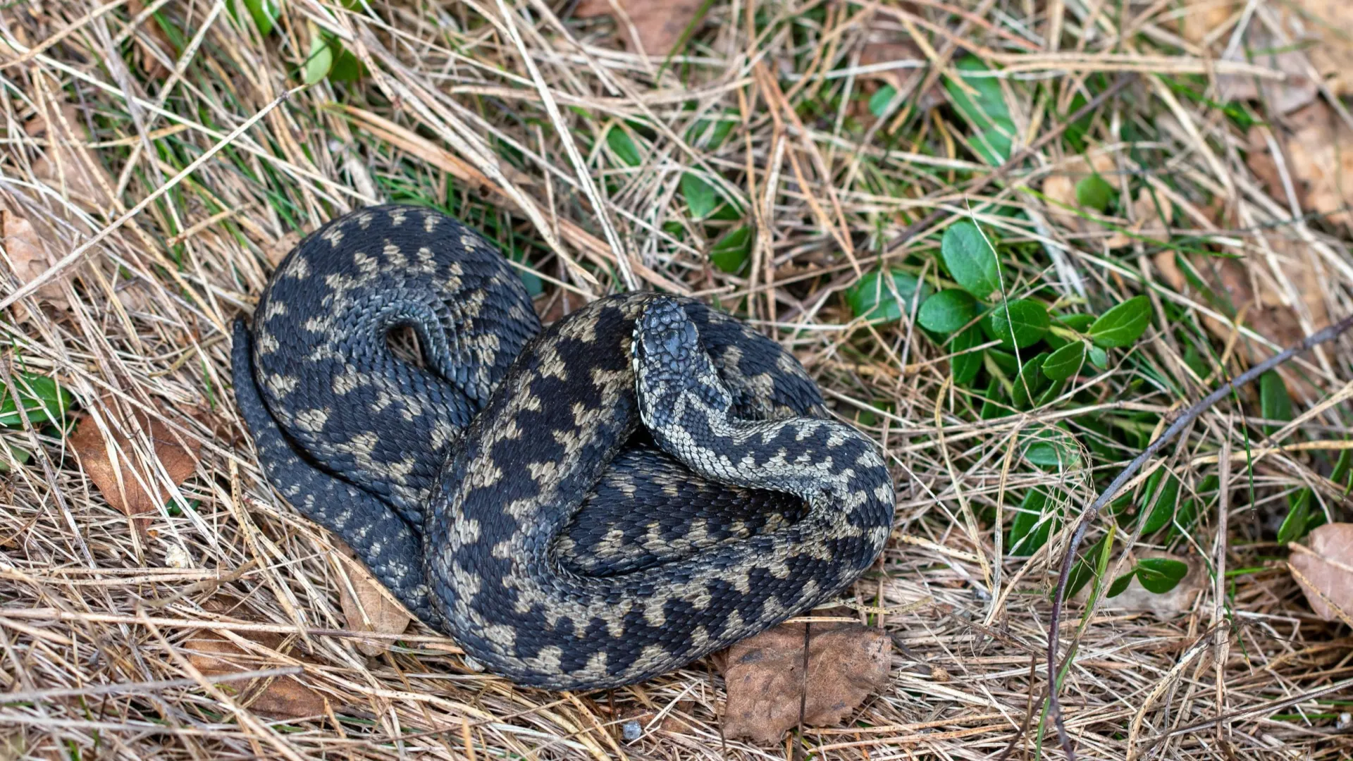 Фото: Lillian Tveit/Shutterstock/Fotodom