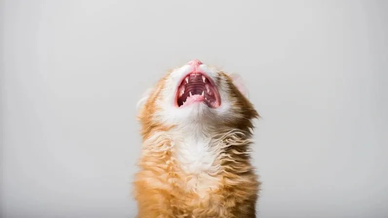 Фото: Sharomka/Shutterstock/Fotodom