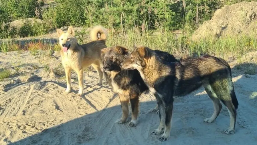 Фото: пользователь Диана Алексеева vk.com/gubkinskiy