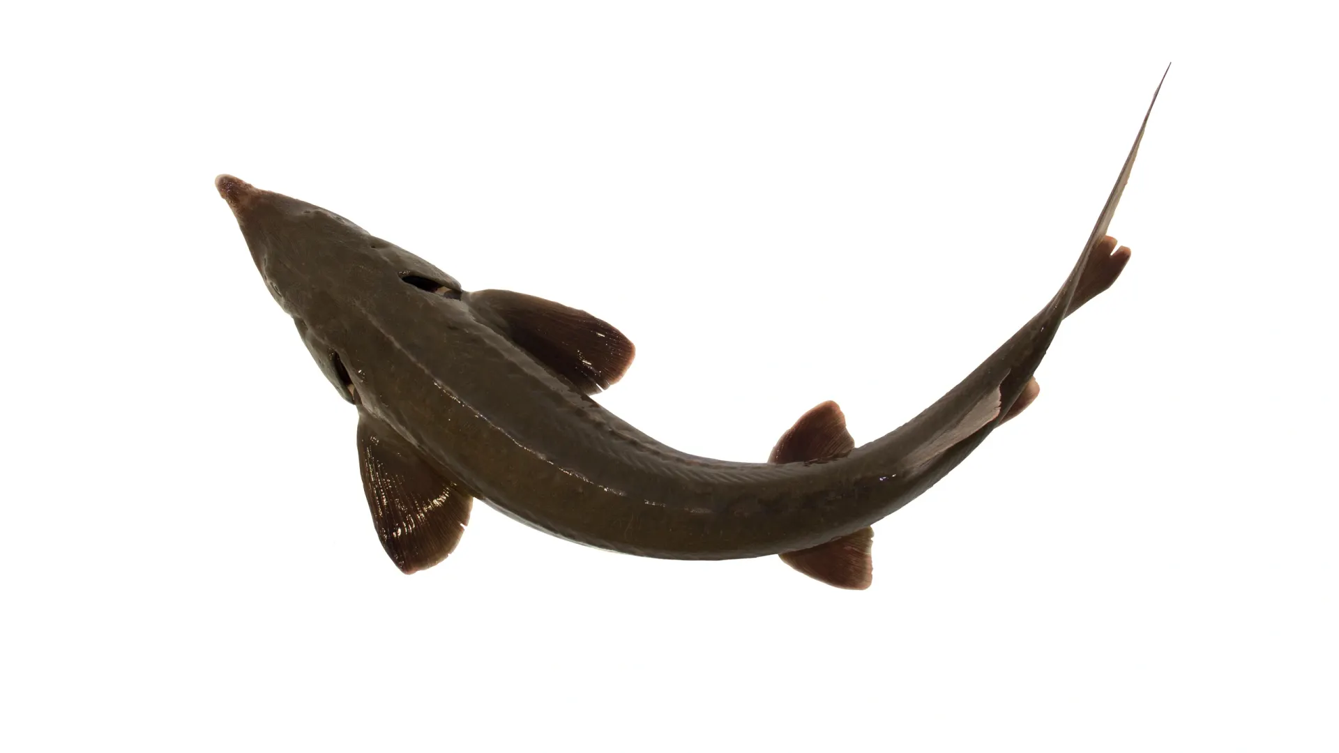 Фото: Maxim Sokolovskiy/Shutterstock/Fotodom