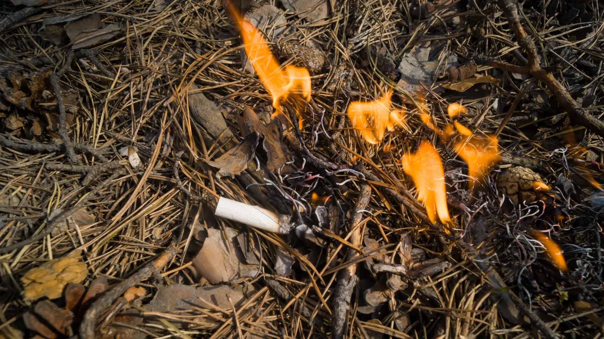 В жаркую погоду одного непотушенного окурка достаточно, чтобы огонь уничтожил гектары леса. Фото: Ireshetnikov54/Shutterstock/Fotodom