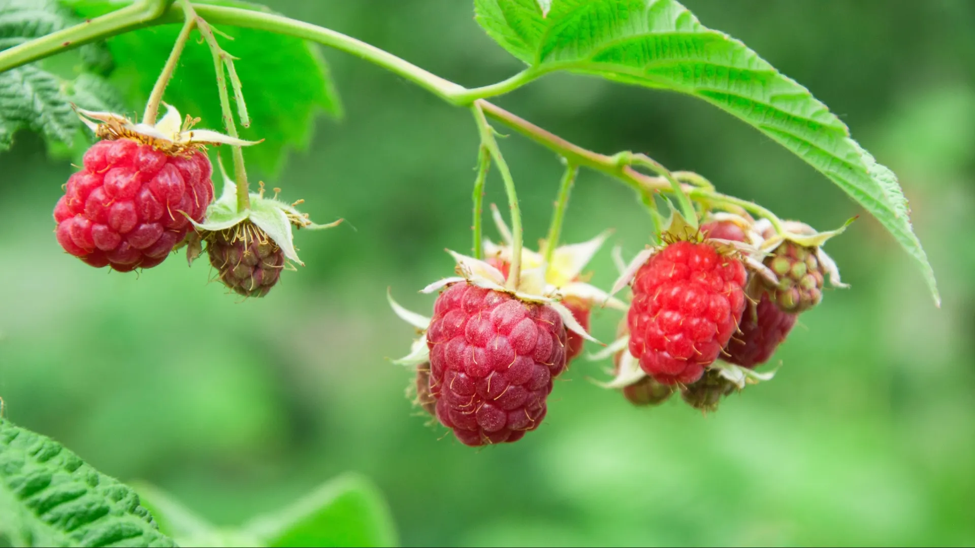 Фото: Gregorij / Shutterstock / Fotodom