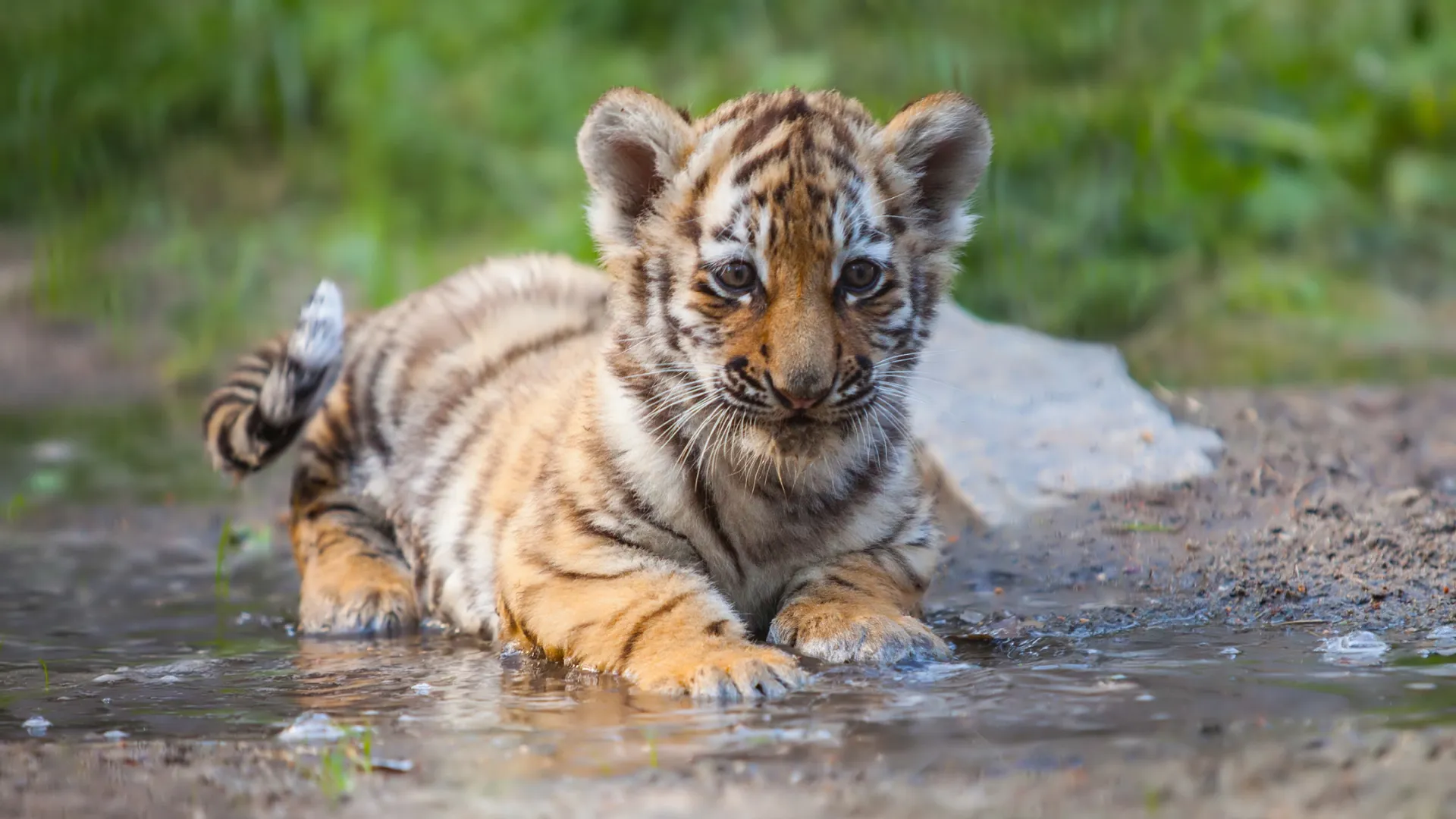 Фото: Shutterstock/Zhiltsov Alexandr