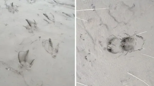 Фото: vk.com/dprryanao