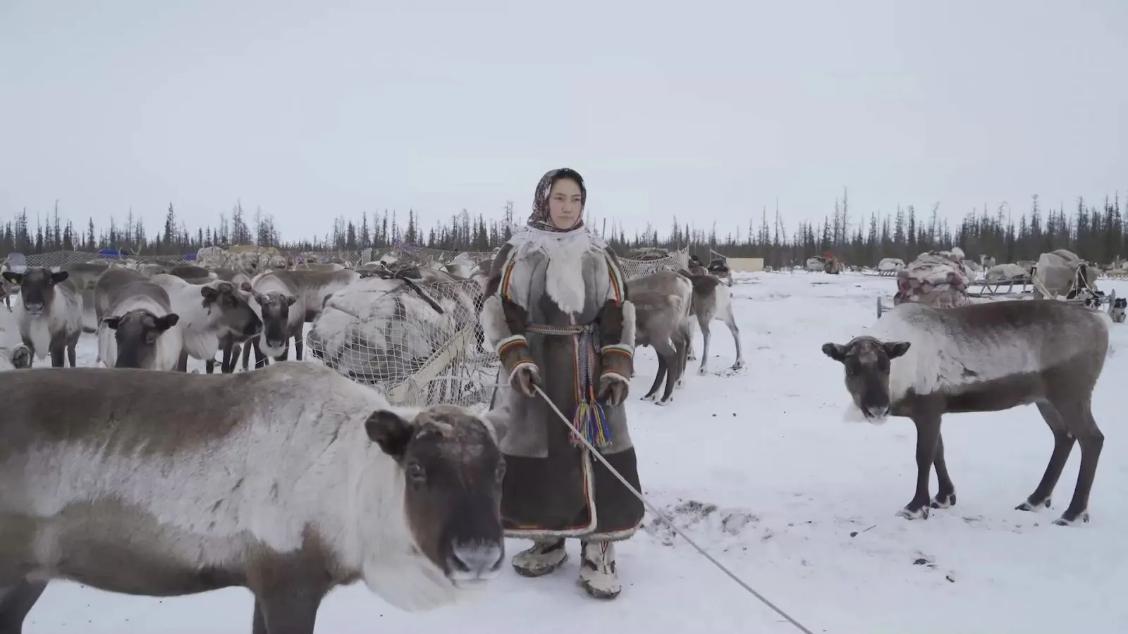 Фото: скрин из видео АНО "Ямал-Медиа"