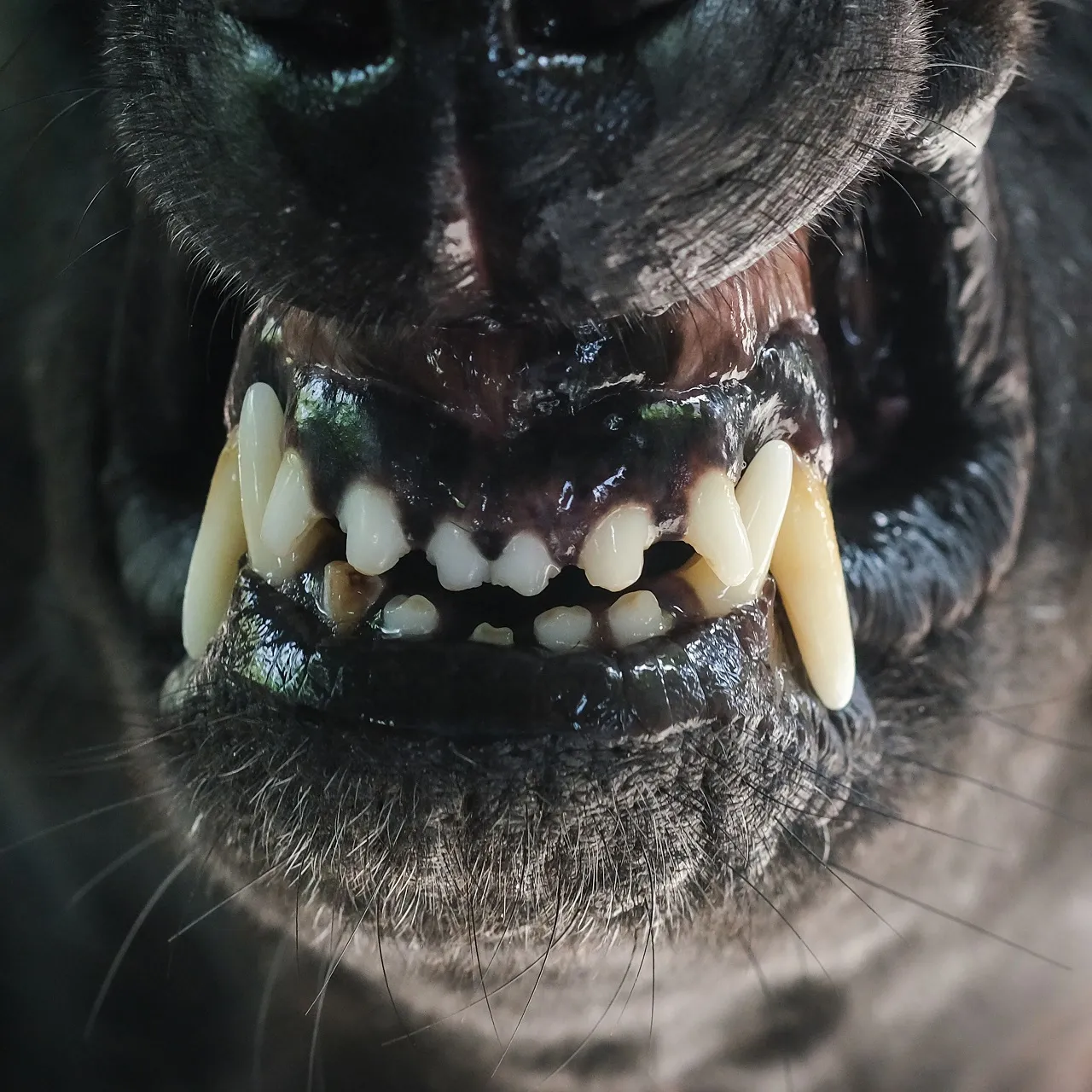 german shepherd titanium teeth