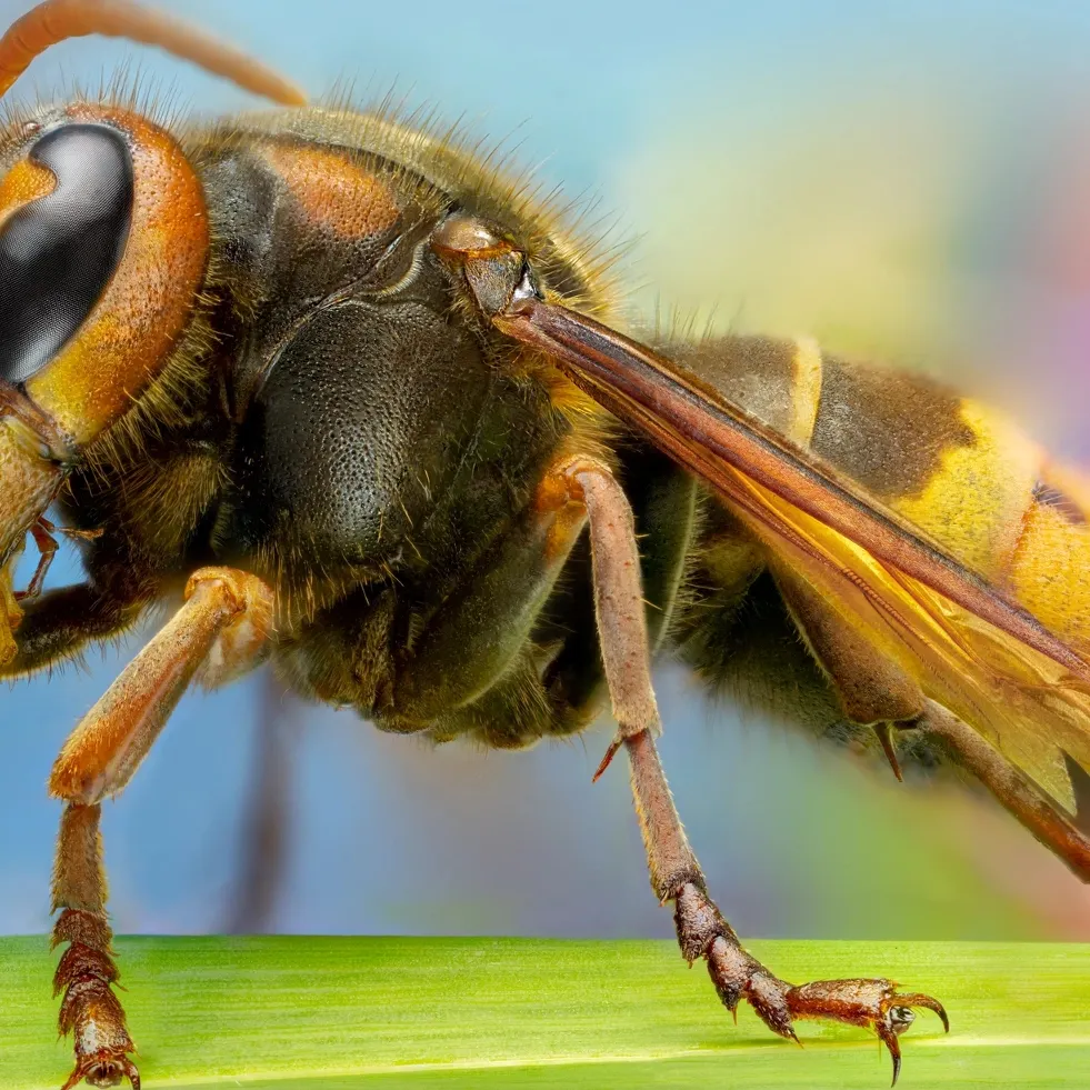 Атқан жалаңаш әйелдердің суреті