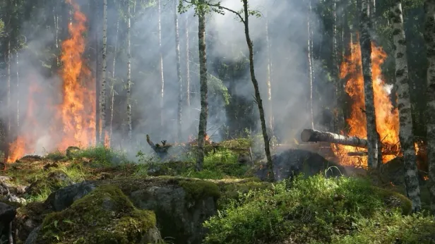 Площадь лесных пожаров в ЯНАО сократилась почти в шесть раз