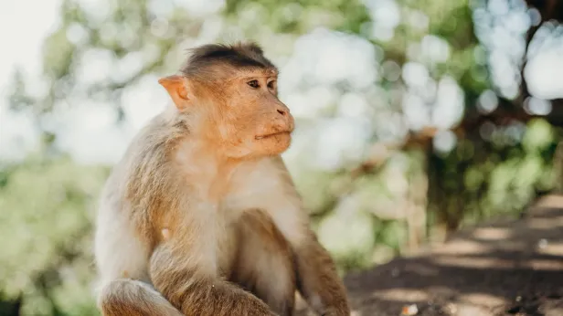 Оспа обезьян заражает людей по всему миру. Будет новая пандемия?