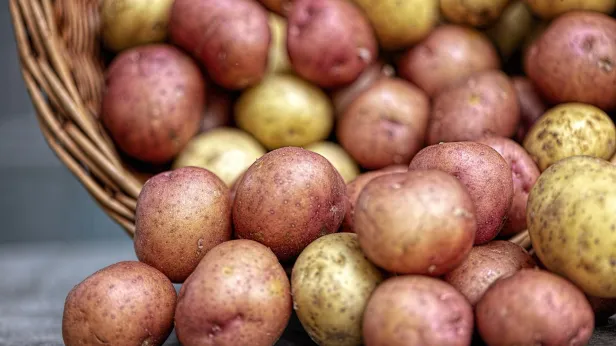 Огородники рассказали, как выращивать крупный картофель. На Ямале создают банк суперсортов картофеля