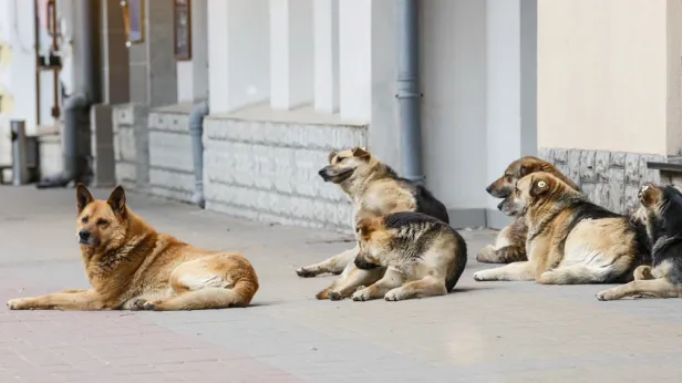 Жители Нового Уренгоя мучаются от бессонницы из-за собак