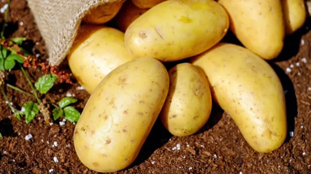 В РФ придумали новый способ улучшения обработки картофеля и других продуктов. В Шурышкарском районе ЯНАО соберут более 20 тонн картошки