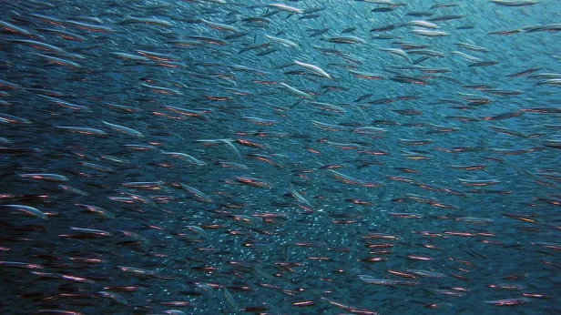 «Концентрация кислорода 30%»: специалисты выясняют, сможет ли выжить рыба в Обской губе