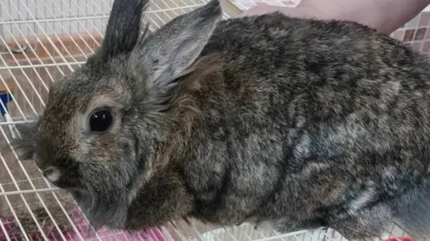В Новом Уренгое живого кролика выкинули на помойку