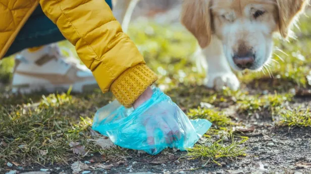Дрессировка и уход: для собак на Ямале могут оборудовать тренировочные площадки и догбоксы
