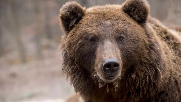 Минлесхоз Сахалина опроверг информацию о медведе, растерзавшем и съевшем двух человек