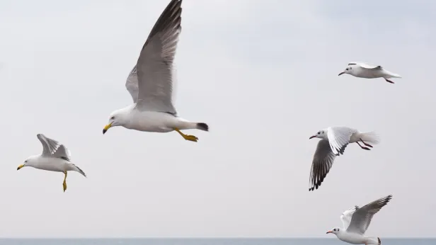 Экспедиция «Роснефти» изучит в Арктике редкую белую чайку, а в Ноябрьске заметили колибри