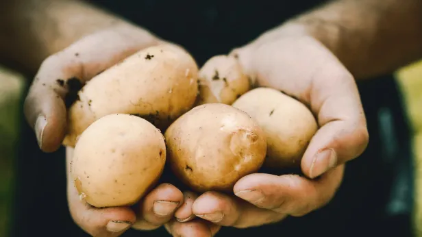 На Ямале создадут новый сорт картофеля для Арктики