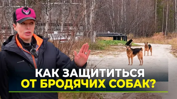 Снизить градус угрозы: как вести себя при встрече с собаками