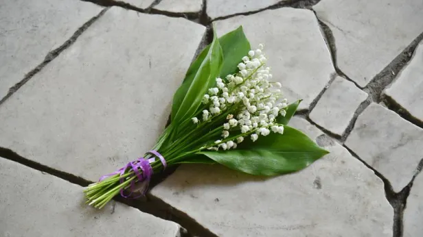 Биолог Филин предупредил о смертельной опасности ландышей